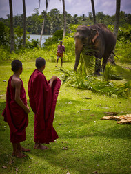 Sri Lanka's Elephants 