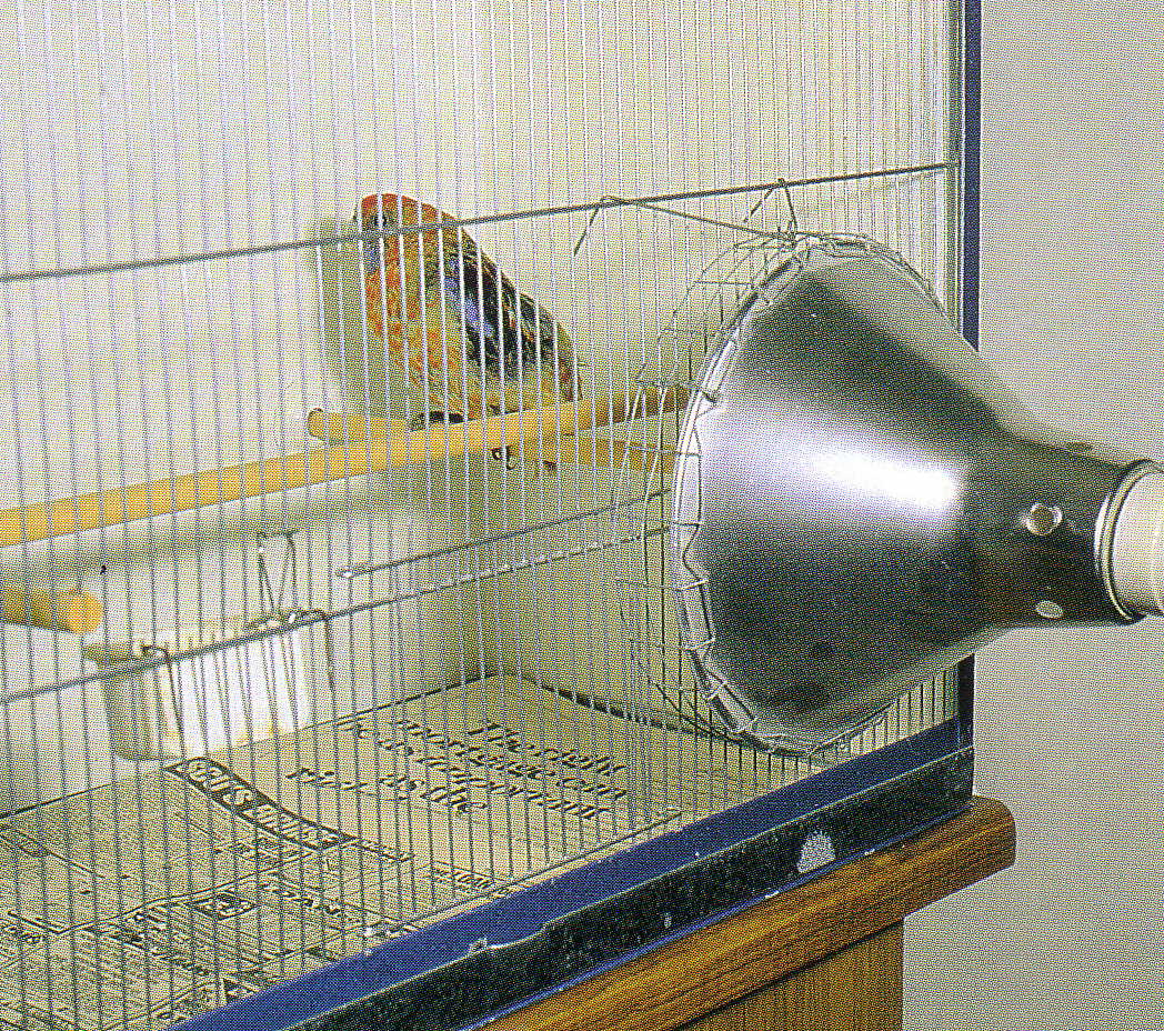 A bird cage with an infrared lamp