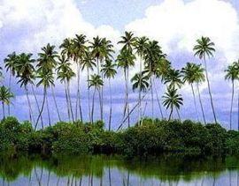 Coconut palms in Jaffna