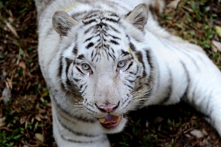 White tiger