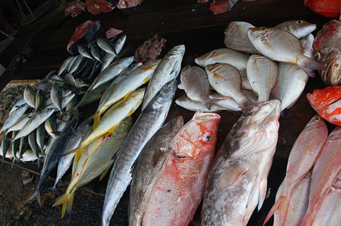 Fish in market Batticaloa