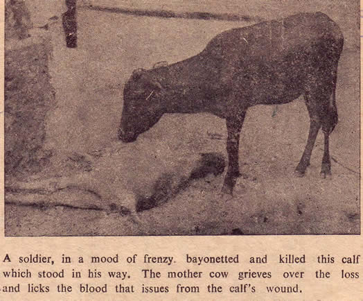 Mother cow's grief over killed calf Jaffna satyagraha March 1961 Sri Lanka