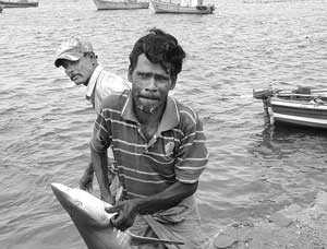 Jaffna fisherman with shark 2012