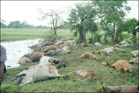 Suspected cluster bombs kill cows near Paranthan Vanni Sri Lanka TamilNet December 24 2008