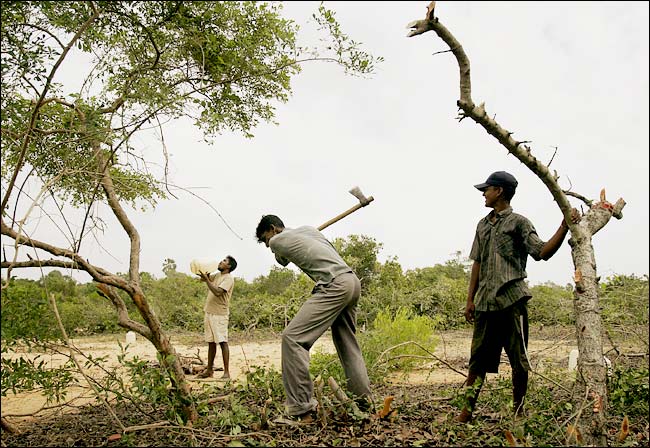 Clearing area for permanent housing, Mullaitivu, Sri Lanka, December 2005, NYT