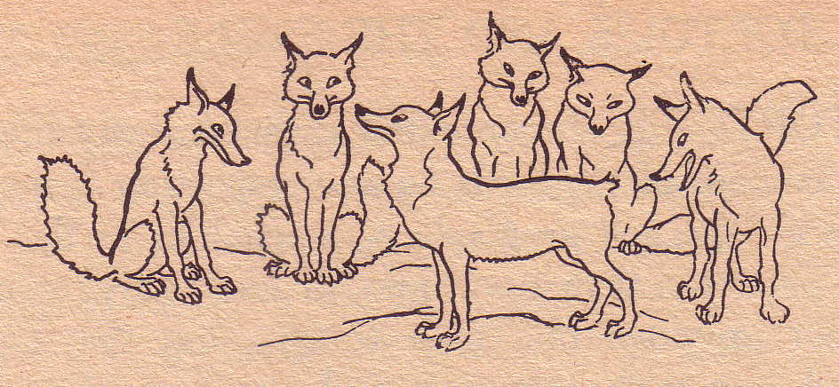 Aesop's Tailless Fox